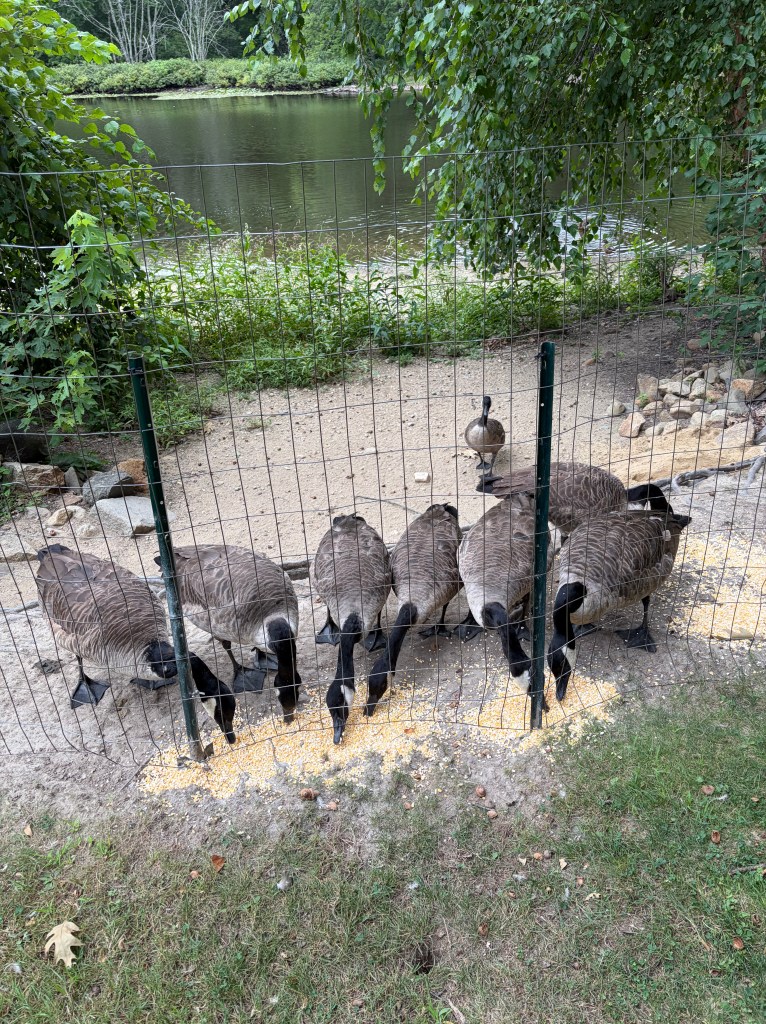 A group of geese gathered at a fenced area near a river, feeding on scattered grains.
