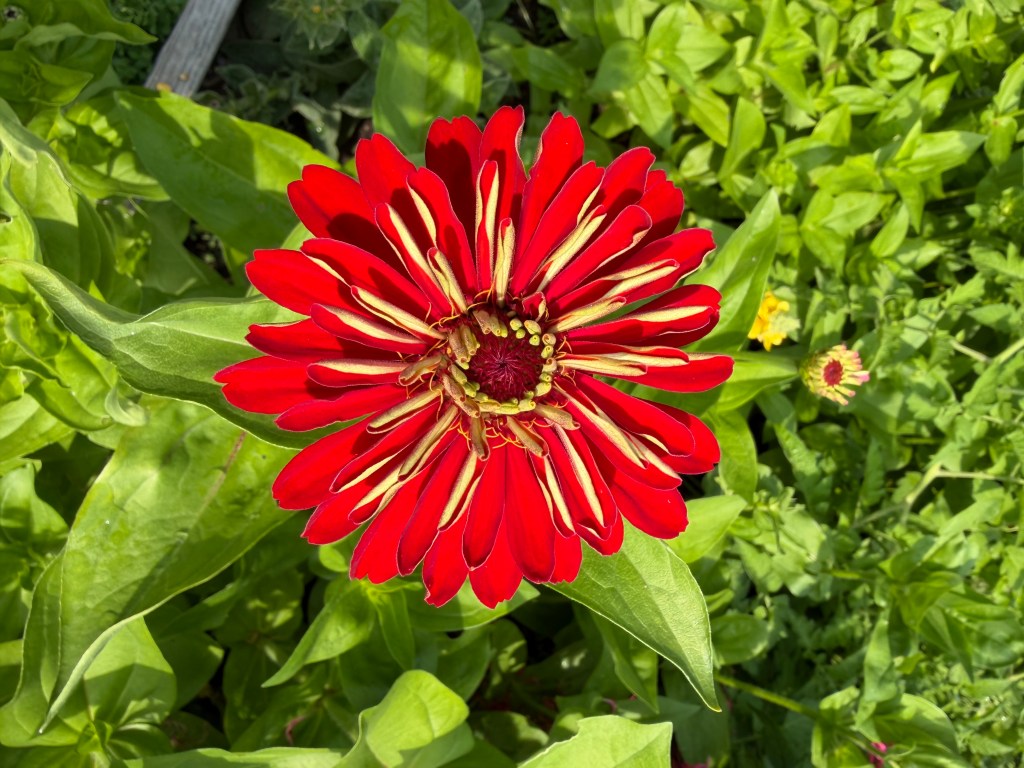 A vibrant red zinnia flower with yellow accents, surrounded by lush green leaves.