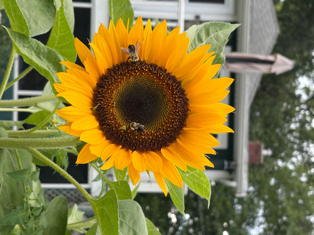 Close-up of a vibrant sunflower with yellow petals and a dark center, featuring two bees collecting pollen.